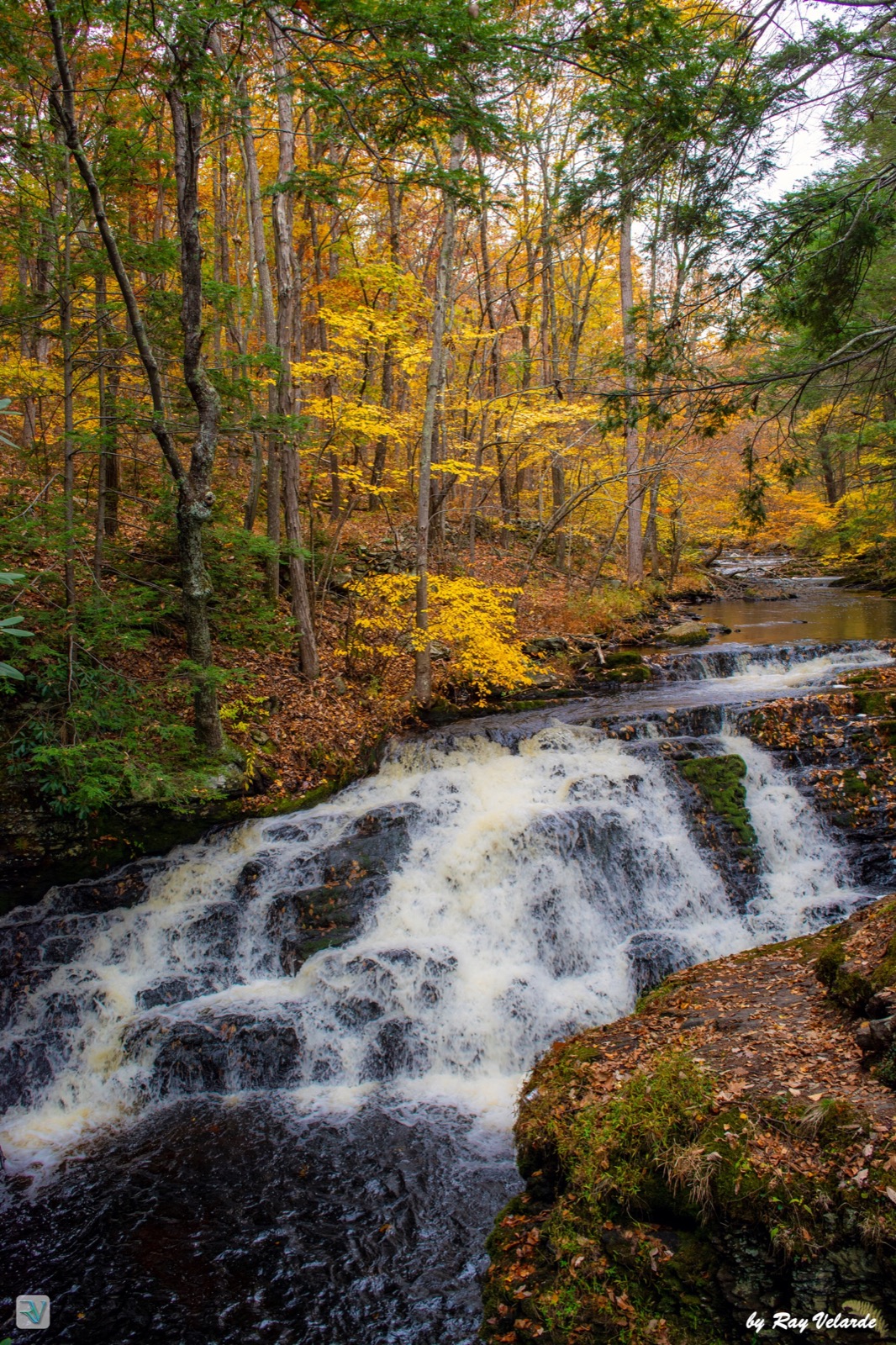 Wide cascade flowing through a forest filled with golden autumn leaves