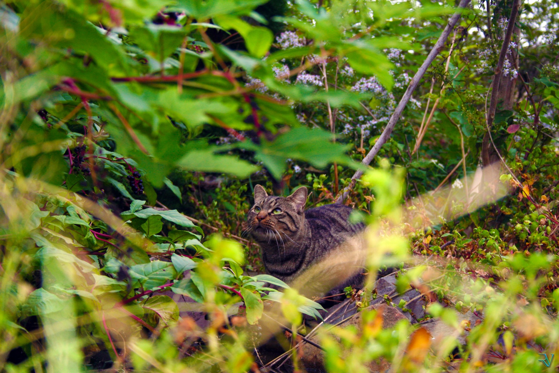 Tabby cat watching from inside layers of vivid green foliage