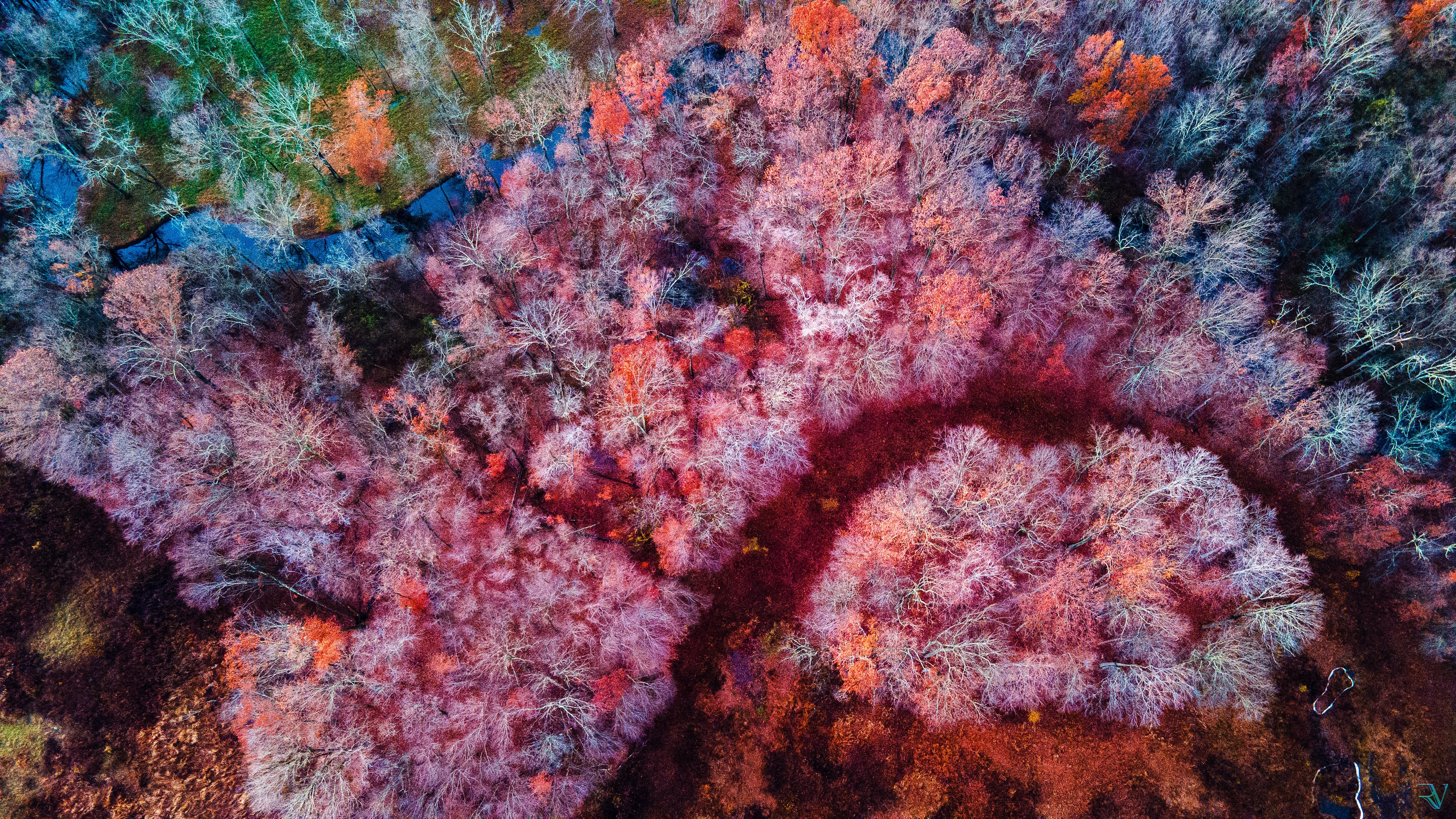 Top-down aerial view of pale forest branches crossed by dark winding paths