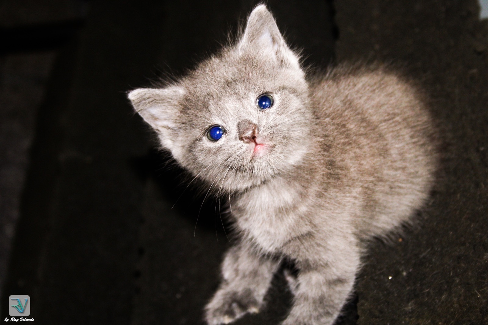 Small gray kitten looking upward against a dark background