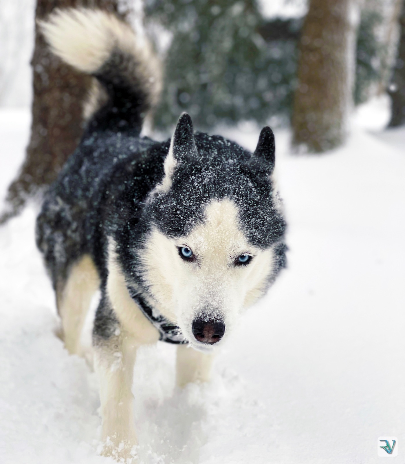 Blue-eyed husky walking toward the camera through deep snow