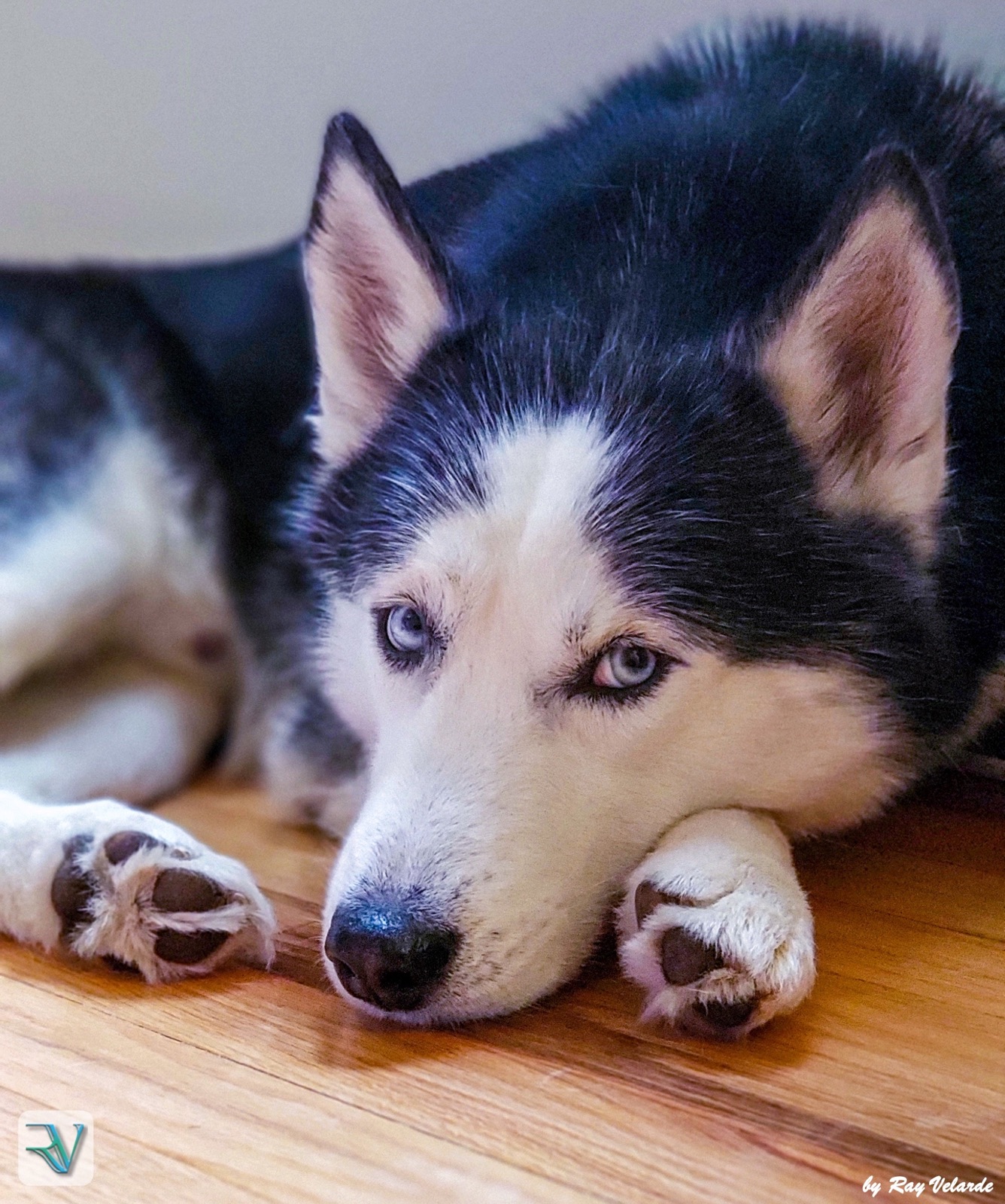Close portrait of a blue-eyed husky resting its head between its paws