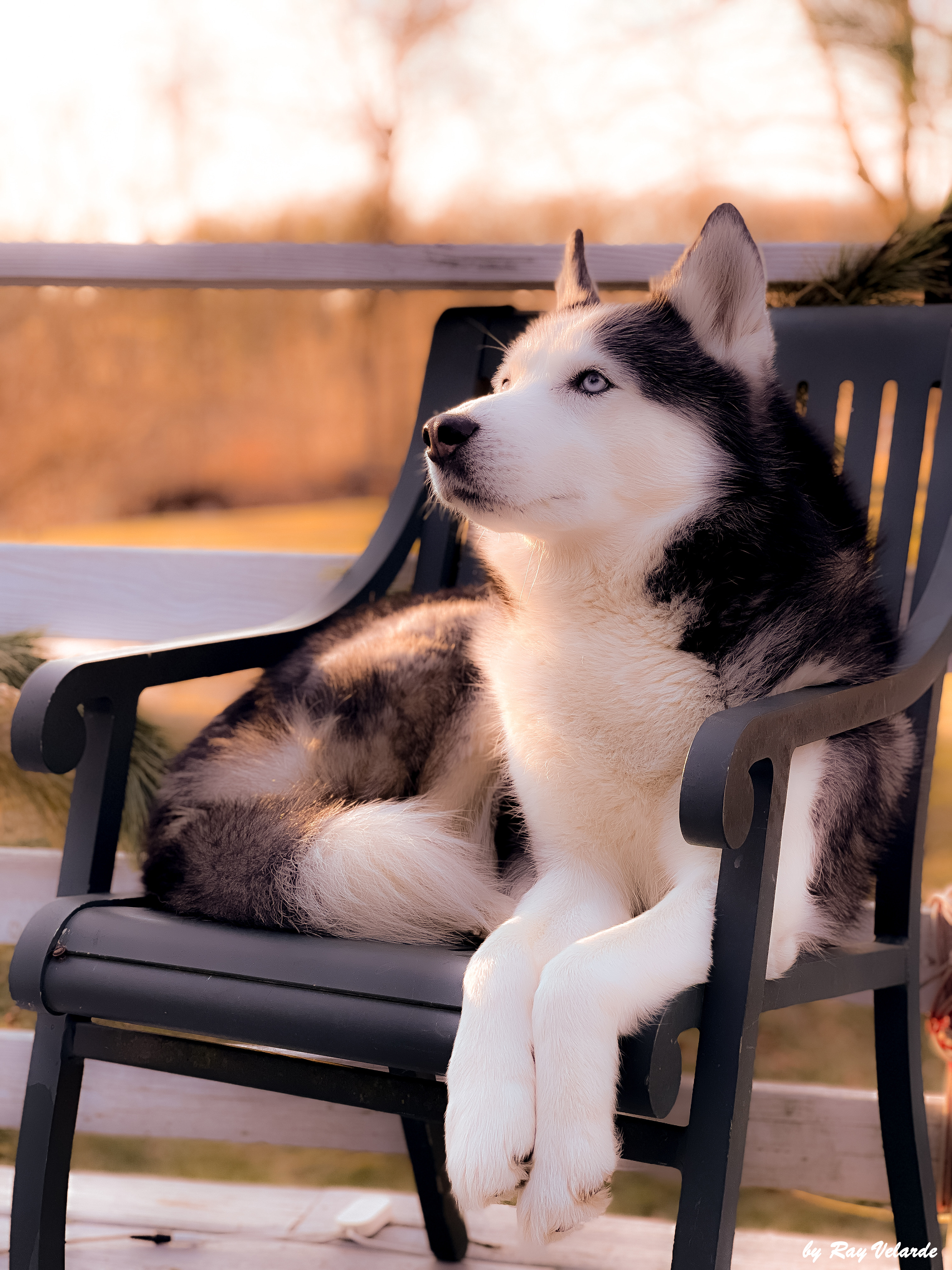 Husky sitting outdoors in warm golden light