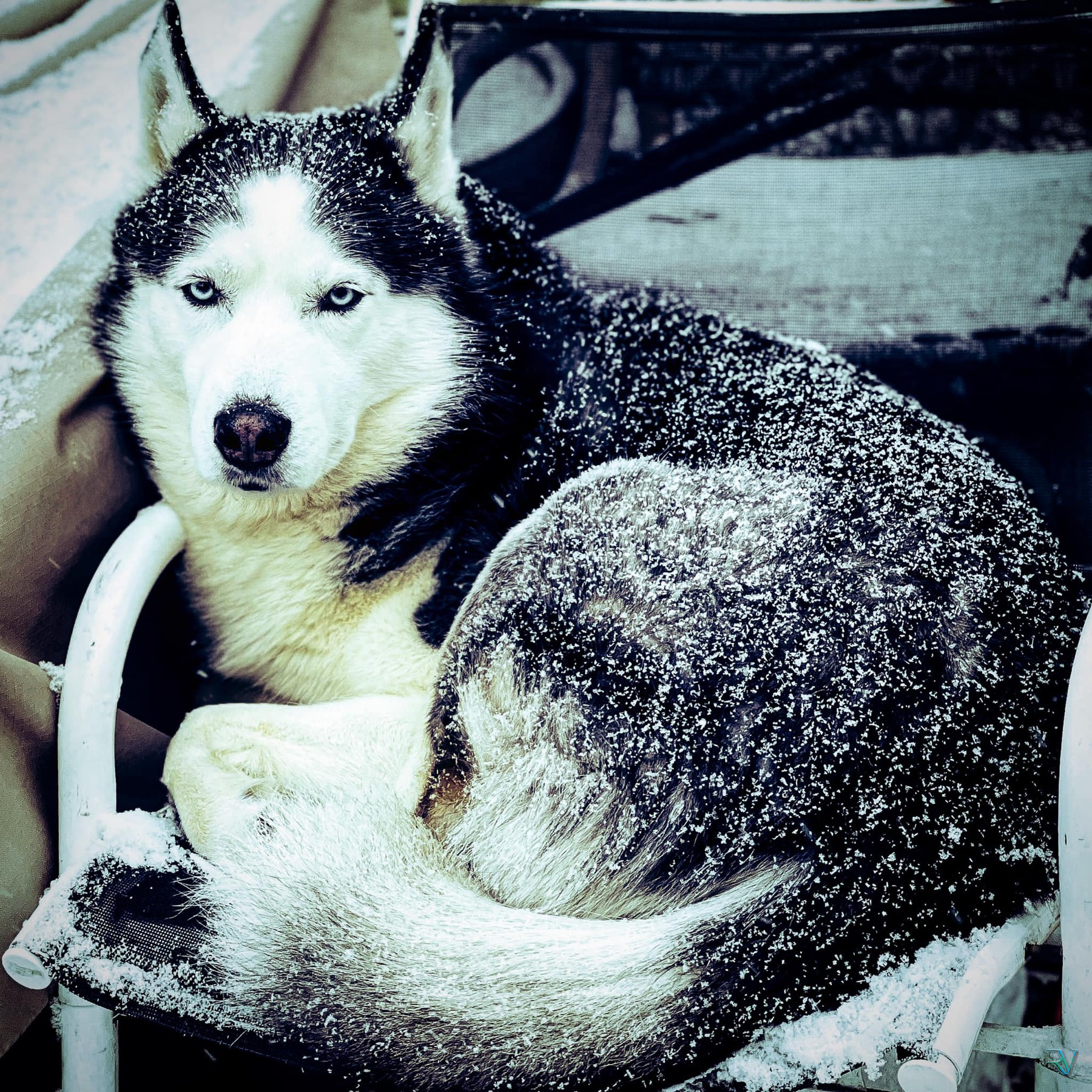 Blue-eyed husky resting outdoors with fresh snow across its coat