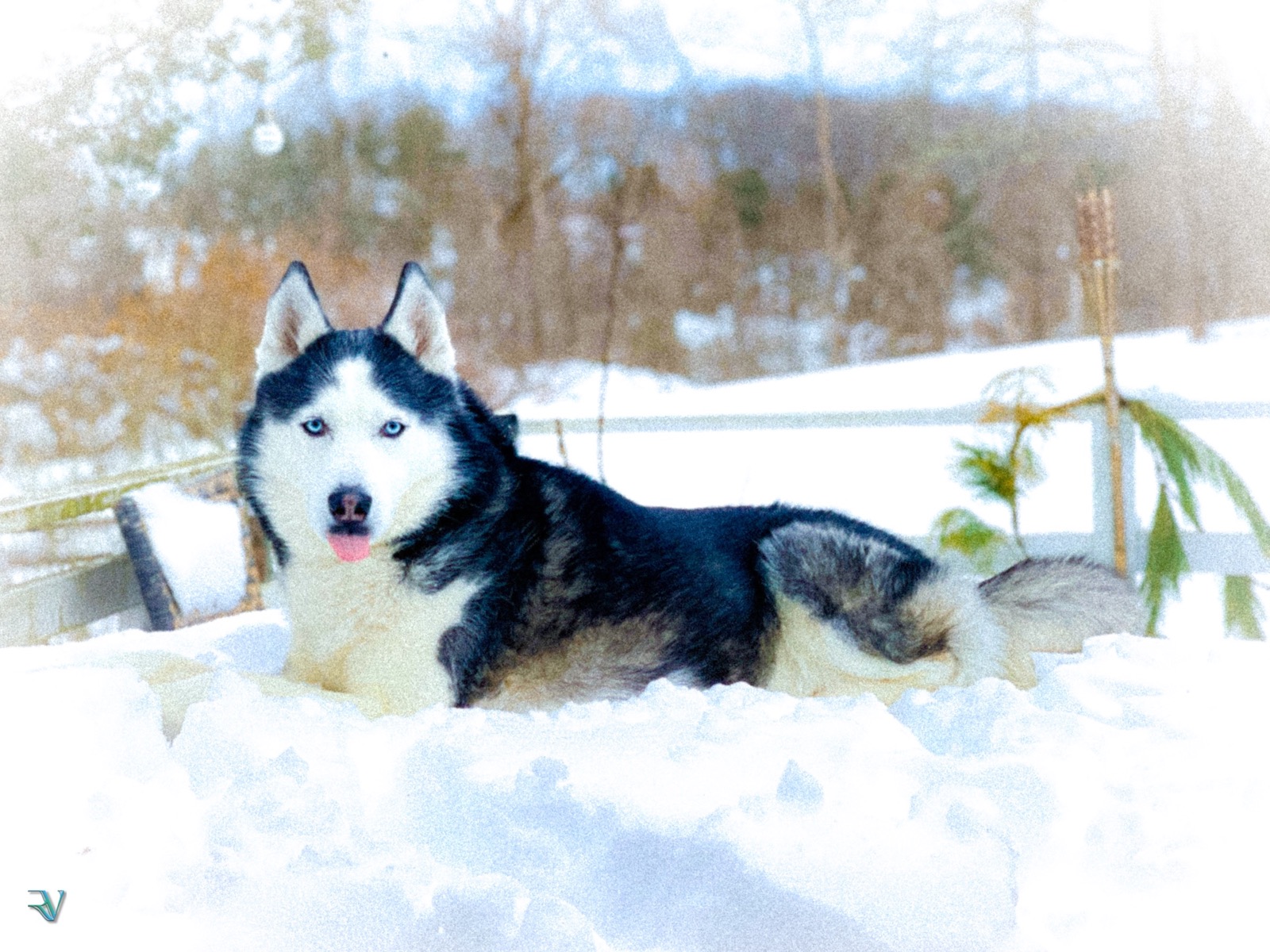 Blue-eyed husky standing in a snow-covered yard