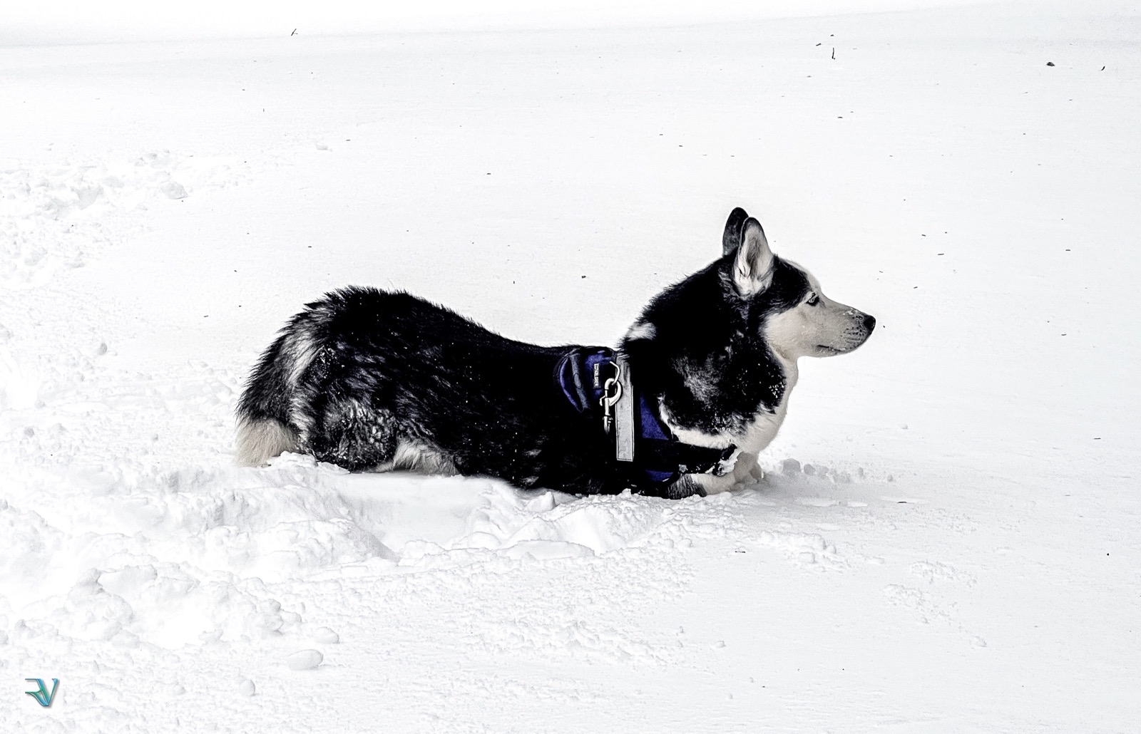 Husky resting in a broad field of snow and looking into the distance