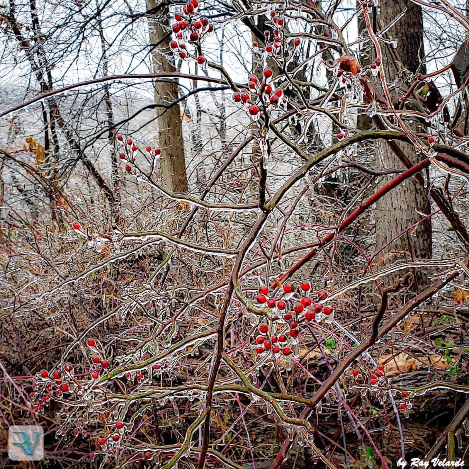 Red berries and slender branches encased in clear winter ice