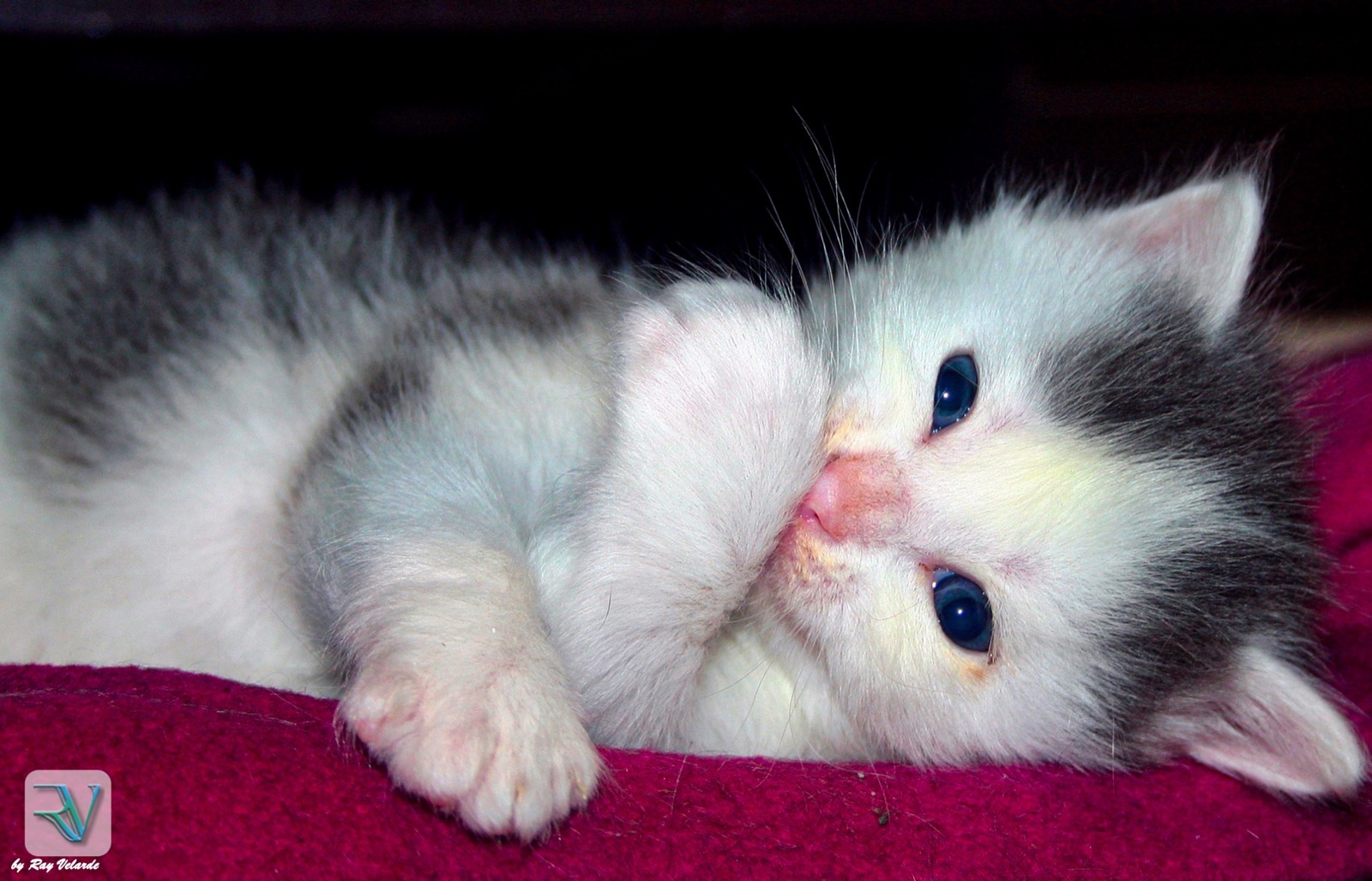 Young white-and-gray kitten resting on bright magenta fabric