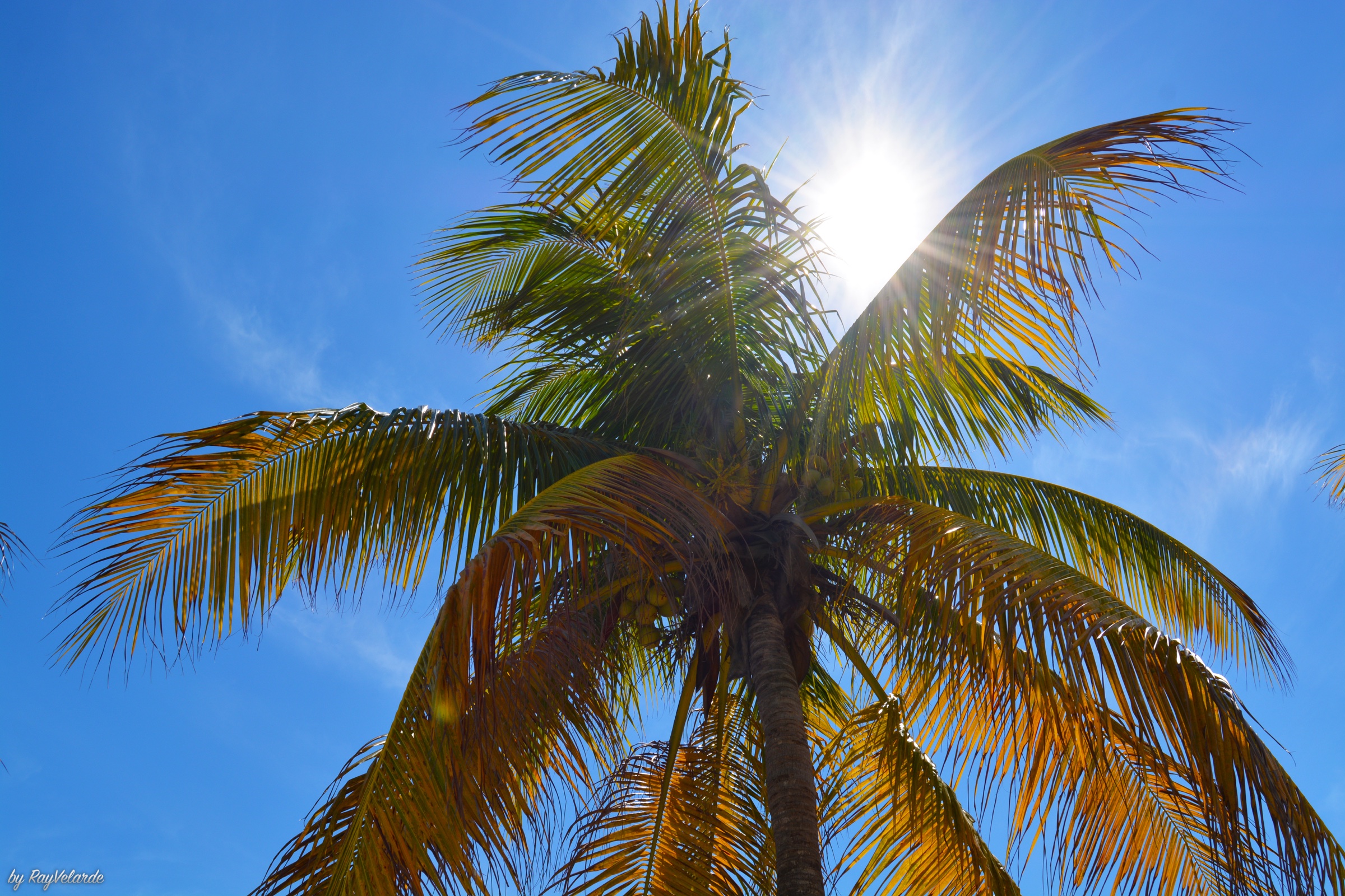 Bright tropical sun breaking through a tall palm tree against a clear blue sky