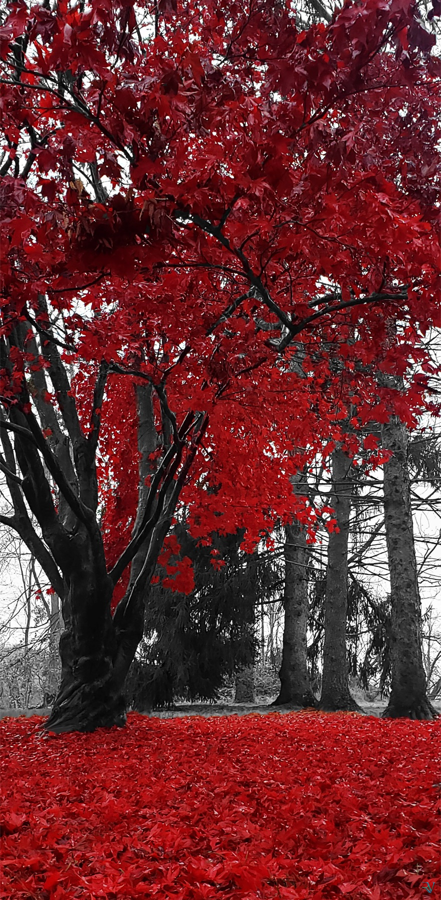 Brilliant red autumn leaves isolated against dark trunks and a pale forest