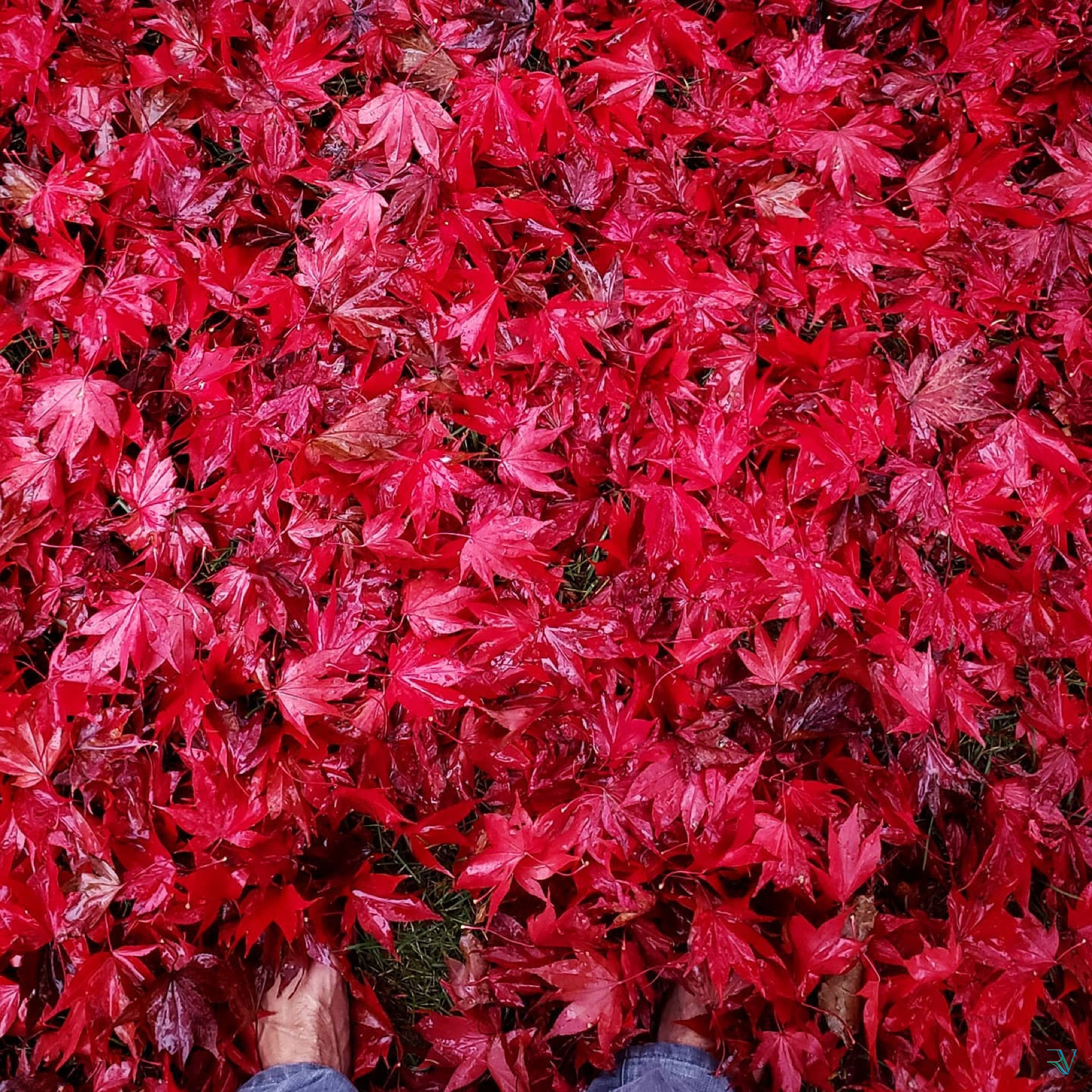 Photographer's feet surrounded by a dense carpet of rain-covered red maple leaves