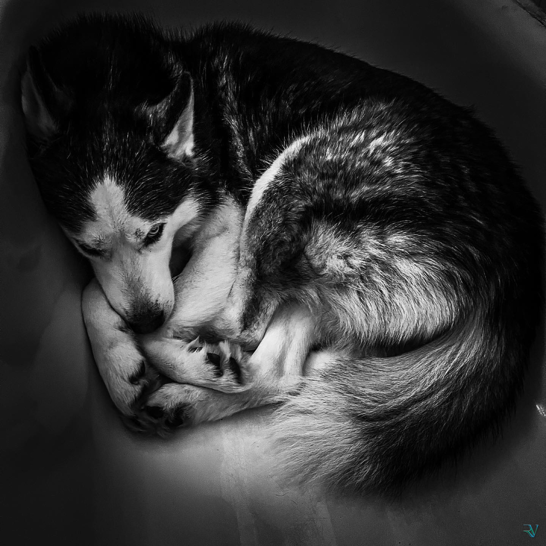 Black-and-white portrait of a husky sleeping curled into a circle