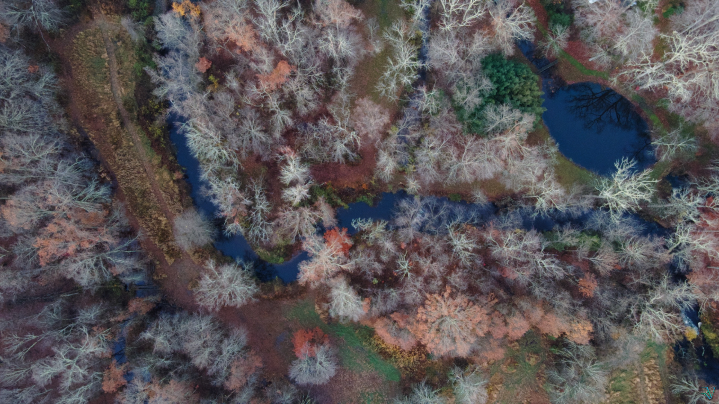Top-down aerial view of a winding stream through a late-autumn forest